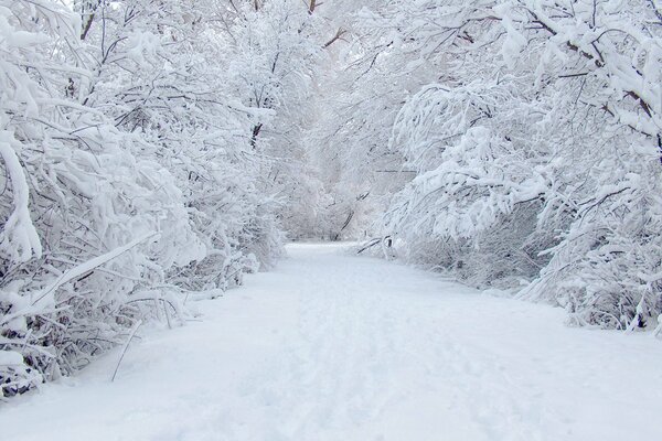 Strada attraverso la foresta invernale innevata