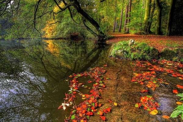 Natural beauty by the river among the trees