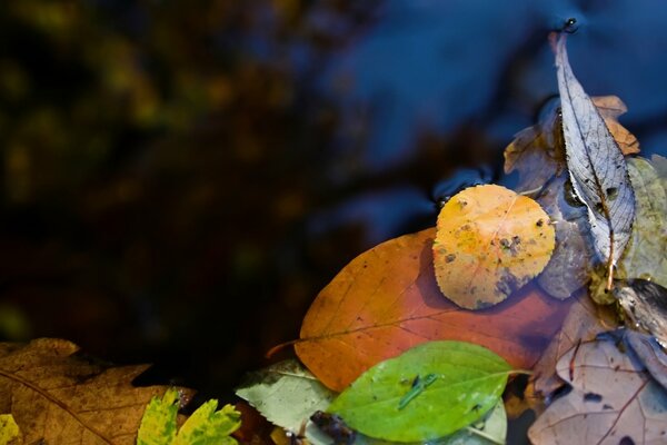 Follaje de otoño en un charco de agua