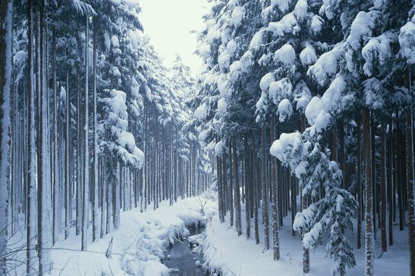 Ruisseau d hiver au milieu de grands conifères