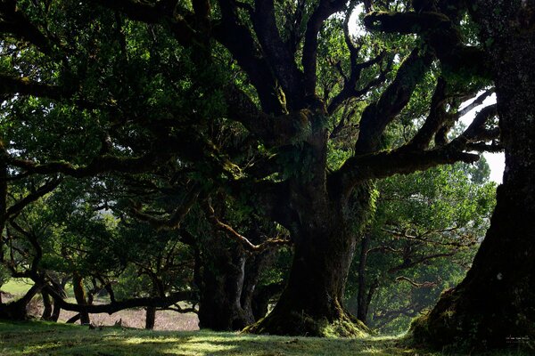 Bella natura. Fitta foresta, alberi ad alto fusto