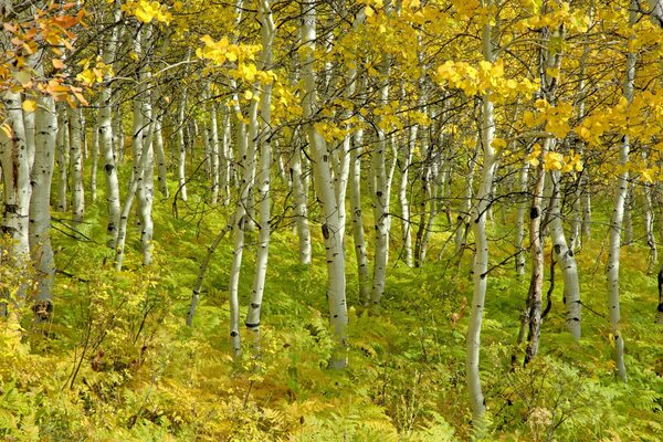 Wie schön der Herbst im Hain ist. Birken sind wie in goldenen Ohrringen