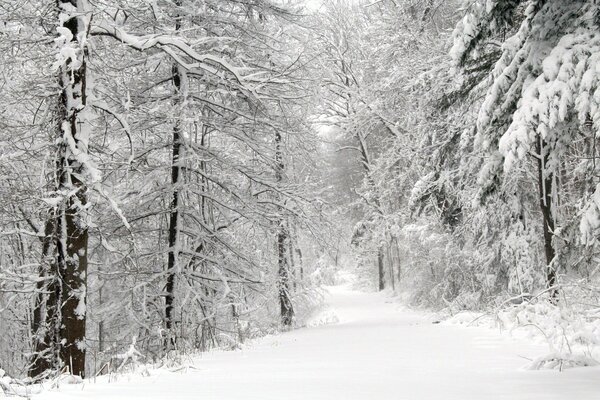 Snow-covered road in the forest