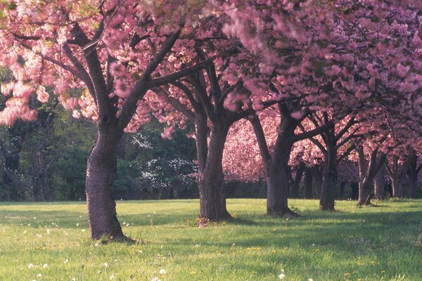 Beau jardin de printemps Fleuri