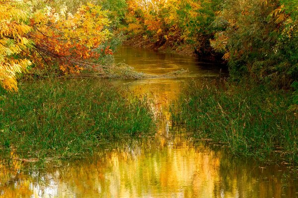 A small overgrown river in autumn