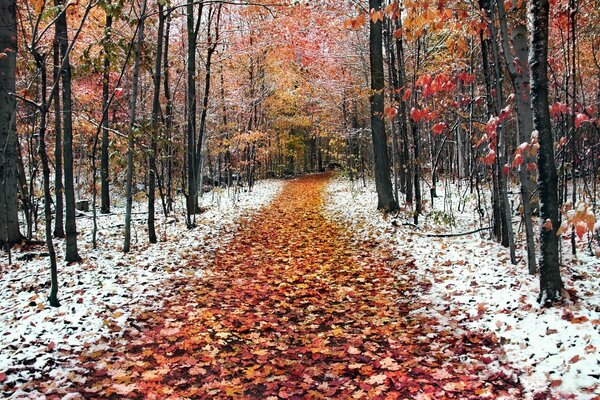 A path of fallen leaves of trees