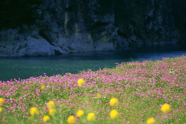 Campo de flores junto al río azul