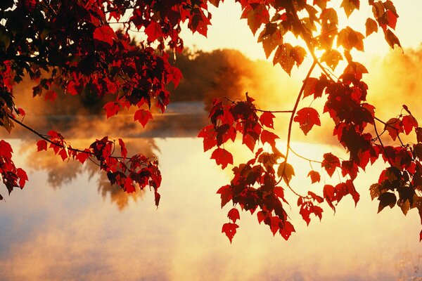 The rays of the sun through the autumn red leaves