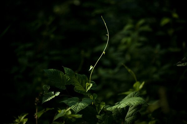 Les plantes qui s étendent vers les rayons du soleil