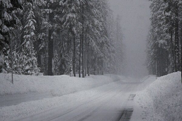 Snowy road through the spruce forest