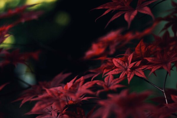 Ramas de otoño de arce rojo