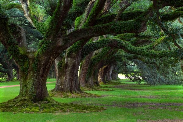 Amphilada de puissants arbres bas avec de puissantes branches moussues