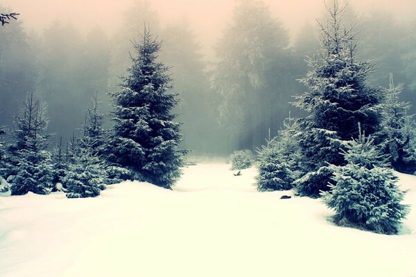 Spruce forest on a winter day