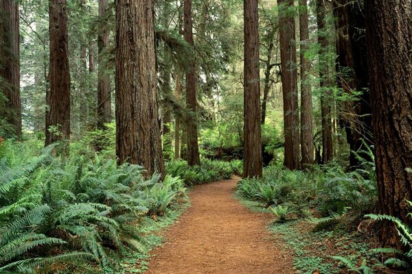 Enormi alberi nella foresta delle reliquie