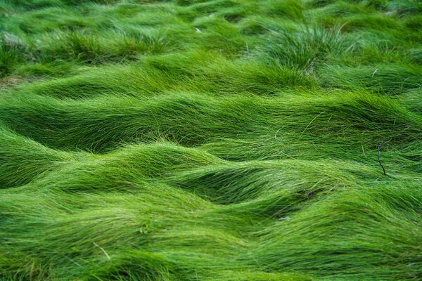 Pradera de inundación con hierba verde jugosa