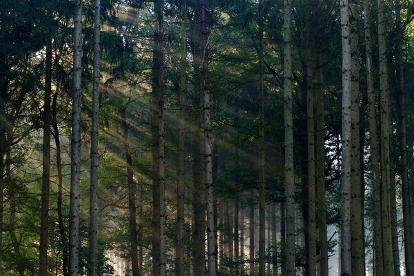 Una pared de árboles en el bosque y la luz del sol brilla a través de ellos