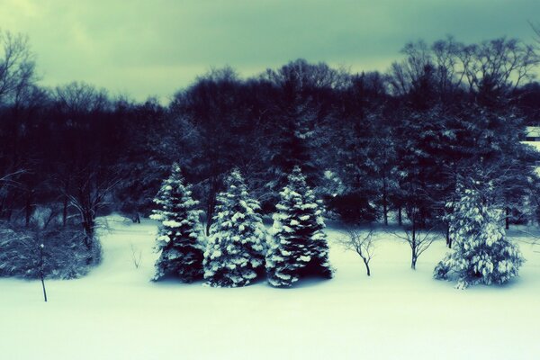 Young Christmas trees in the snow in the winter forest