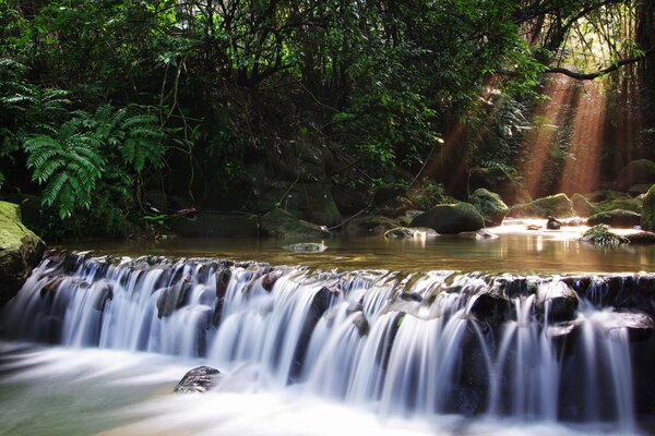 Cascada de río en el bosque entre los árboles