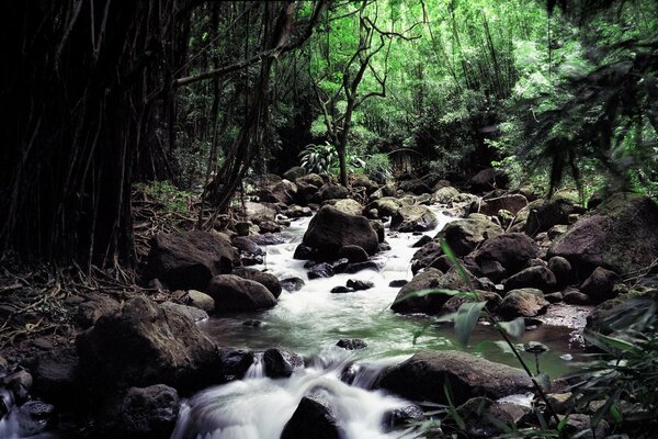 Un arroyo rocoso en un bosque denso