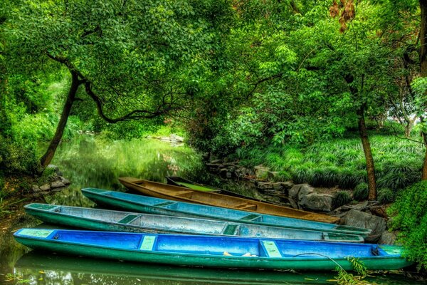 Il fiume della foresta si prende cura teneramente delle barche