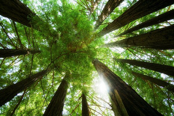 Árboles altos del bosque y el cielo