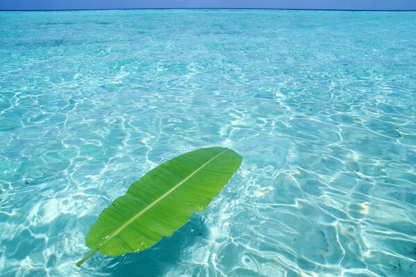 Blatt auf dem Wasser im Meer