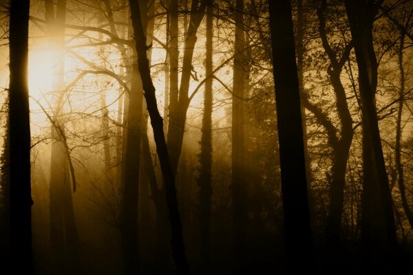 Tramonto nella foresta nebbiosa