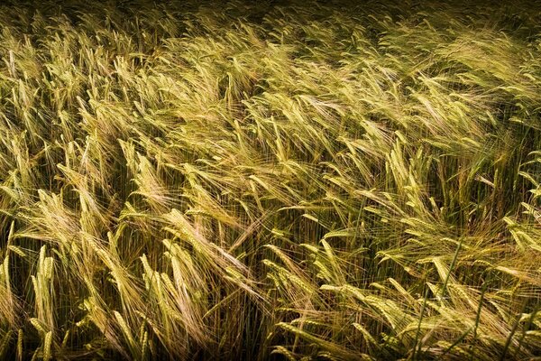 Campo de trigo en el salvapantallas