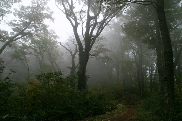 Mattina nebbiosa tra gli alberi