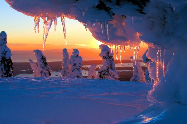 Icicles on the background of a sunset in a winter forest