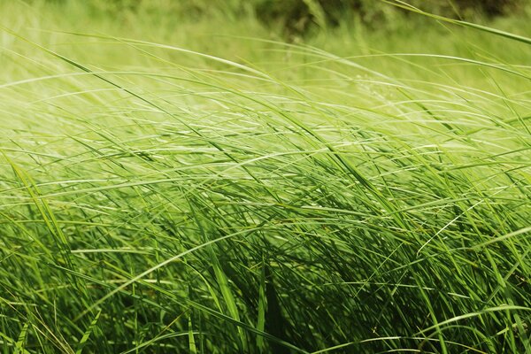 Macro grass. Green field