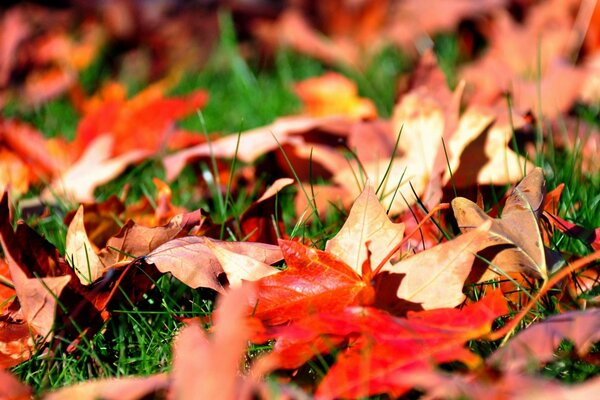 Under the autumn leaf color, green grass is visible