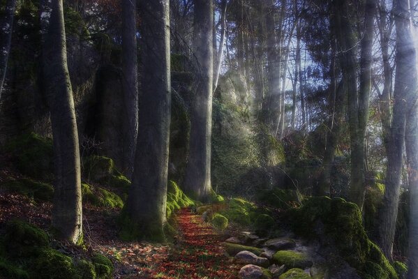 Camino misterioso en el bosque de hadas