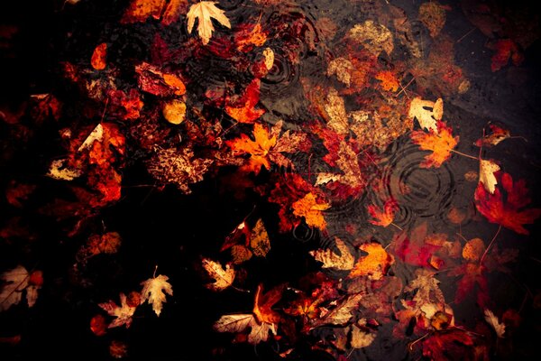 Feuilles d automne sous la pluie