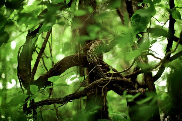 Photo jungle in the park in a green background