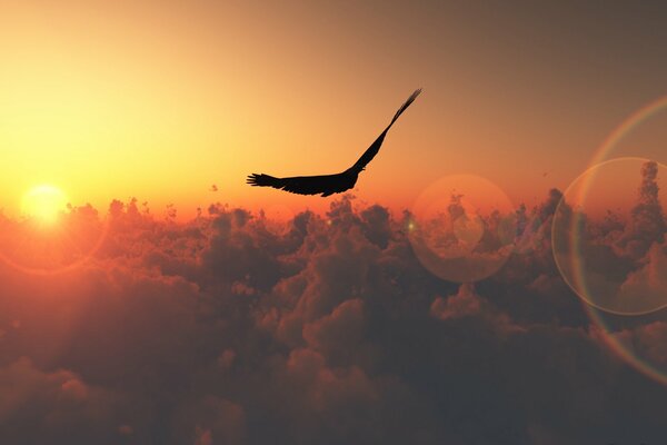 A bird soars in the clouds at sunset