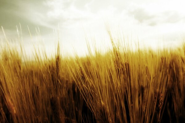 Merging of nature the wheat field with the sky