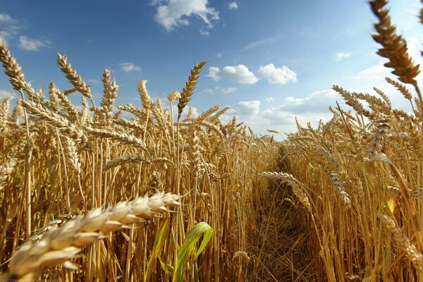 Le colture di grano pungono al sole