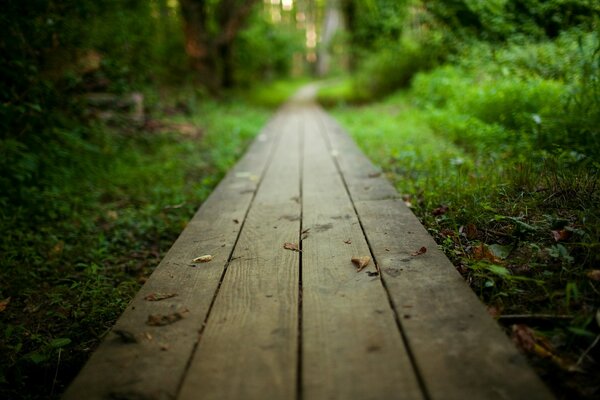 Ein Weg aus Brettern im Wald. Foto der Natur