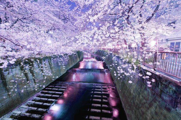 Fiume luminoso vicino agli alberi di rose