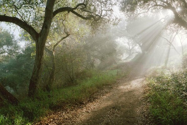 Ein Waldweg inmitten der Sonnenstrahlen