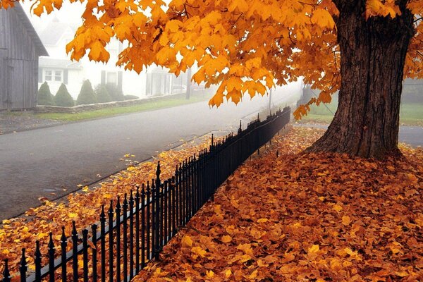 Foglie di acero gialle cadute vicino a una strada nebbiosa