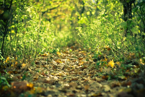 Autumn trail in a dense forest