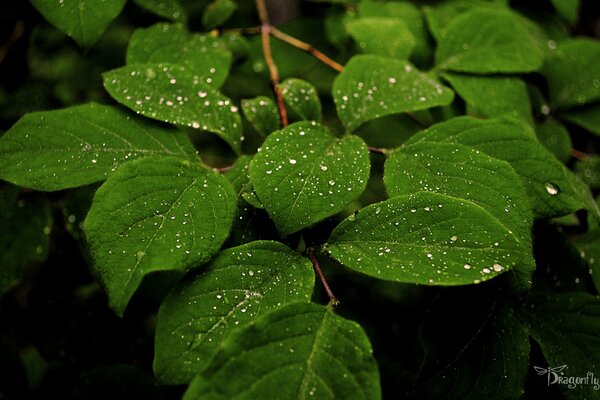 Rugiada trasparente su foglia verde