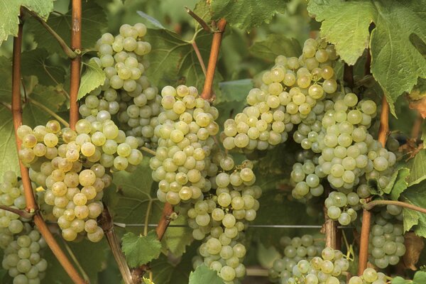 Sweet bunch of green grapes