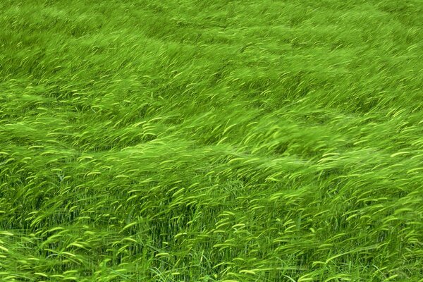 Ein grünes Feld mit Ähren, die im Wind schwingen