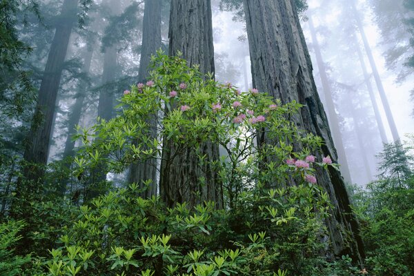 The trees stand in the shade, spreading out until the rays of the sun illuminate