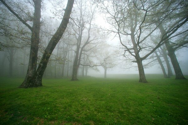 Grands arbres dans une clairière brumeuse