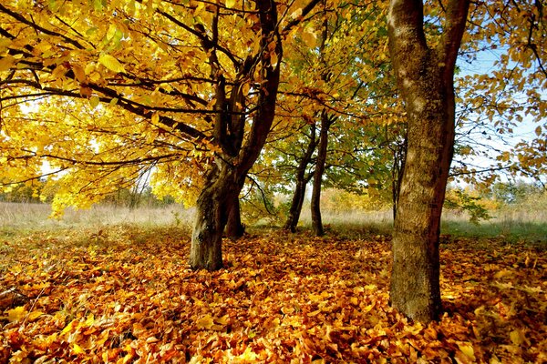 Foresta autunnale durante la caduta delle foglie