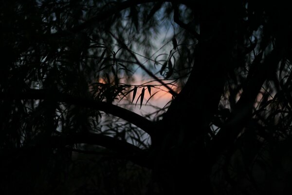 Sunset photos covered by trees